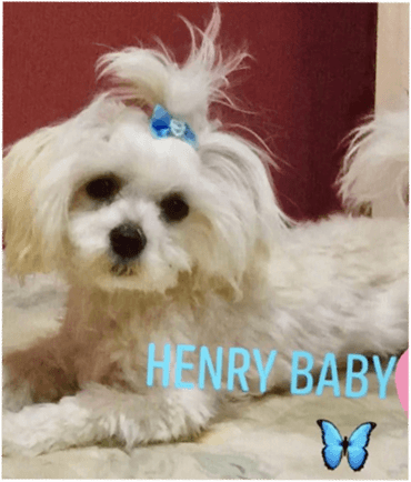 Henry Baby