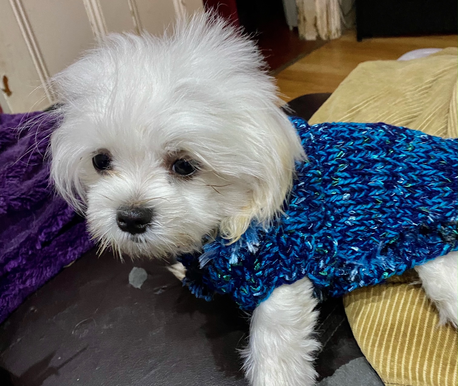 Maltese dog sweaters discount